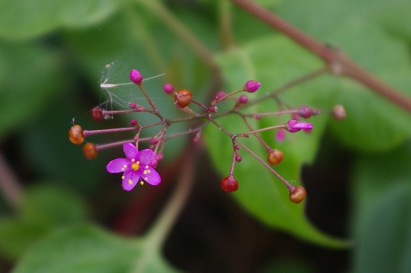 �n�[�����@�Q