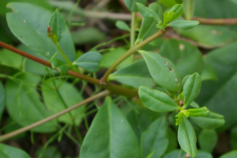 �n�[�����@�R